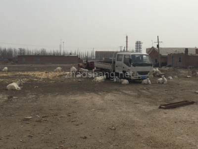黑龙江厂房出租肇东经济开发区 紧邻公路 位置好